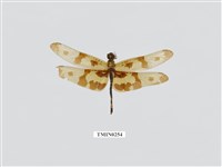 藏品(彩裳蜻蜓)的圖片